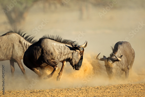 Canvas Print Two blue wildebeest Connochaetes taurinus) fighting, Kalahari desert, South Africa