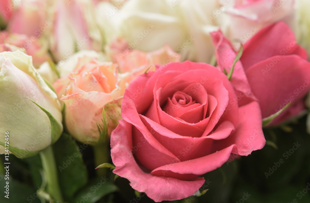 Beautiful pink roses background Beautiful pink roses background