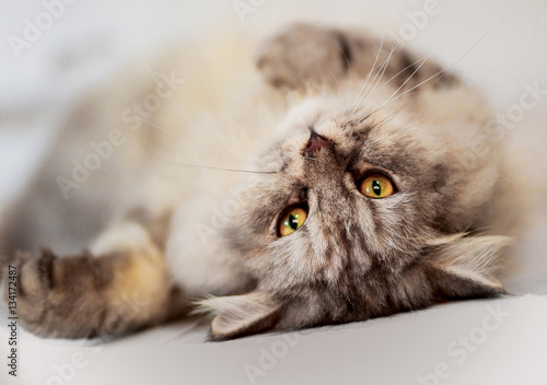 brown cat lying on its back isolated