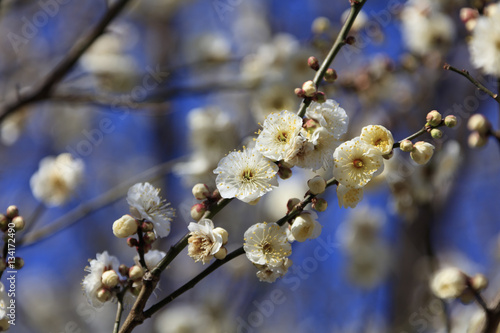 Flowering of plums in Tokyo - Japanese early spring -