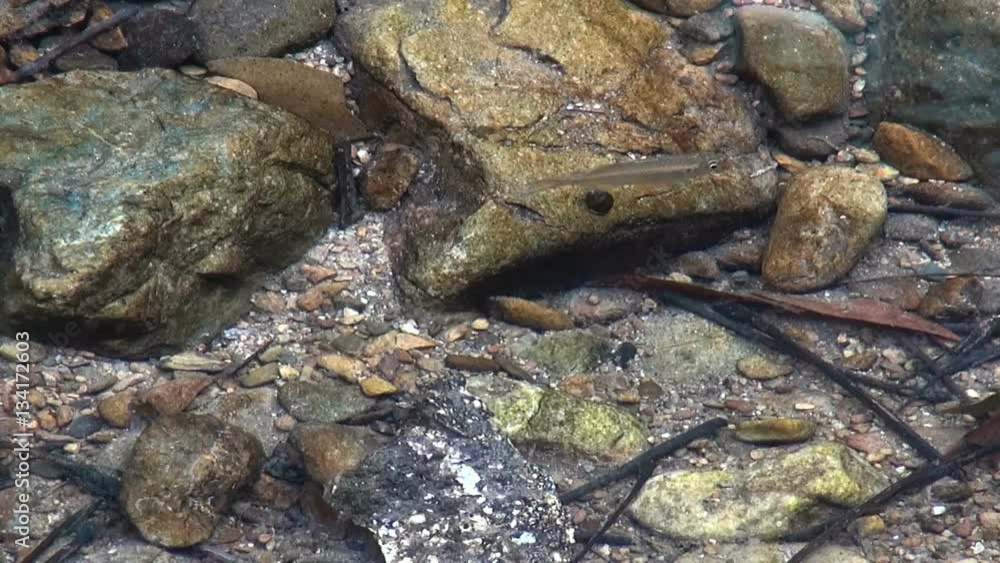 A small fish swims in a gently flowing jungle stream. A small fish swims in a gently flowing jungle stream.