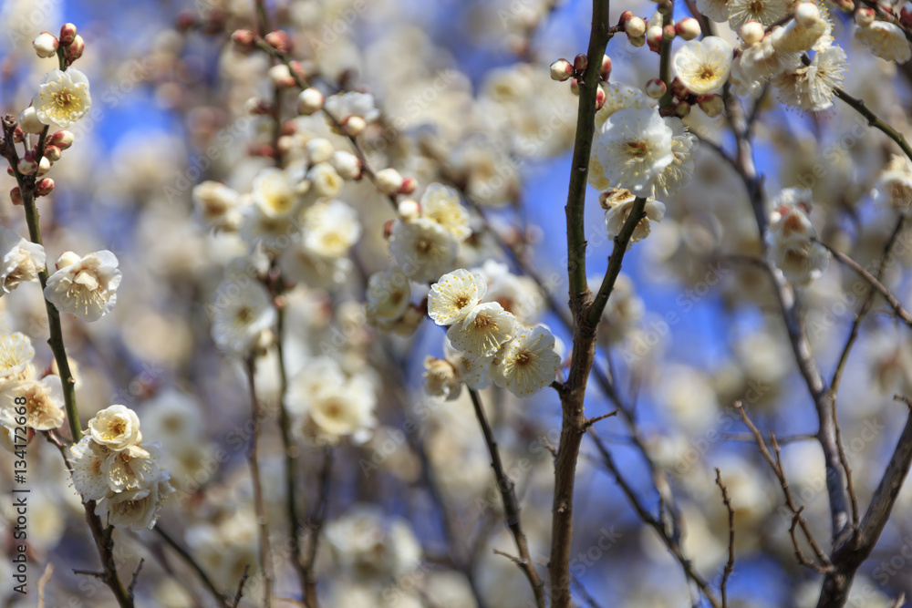 Flowering of plums in Tokyo - Japanese early spring - Flowering of plums in Tokyo - Japanese early spring -