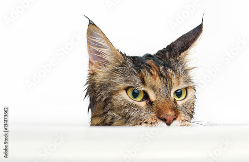Fototapeta Naklejka Na Ścianę i Meble -  Wet cat in the bath