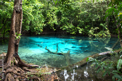 Fototapeta Naklejka Na Ścianę i Meble -  Thailand, Krabi, Emerald Pool in the rainforest