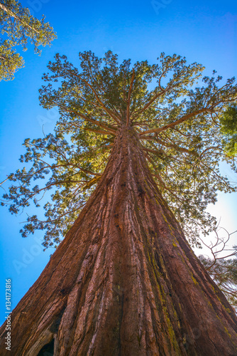 Giant sequoia tree in Yosemite National Park, California, USA.  Looking up. © Lynn Yeh