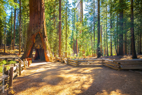 Tunnel Tree, Mariposa Grove, Yosemite National Park, California, USA - Sequoia tree photo