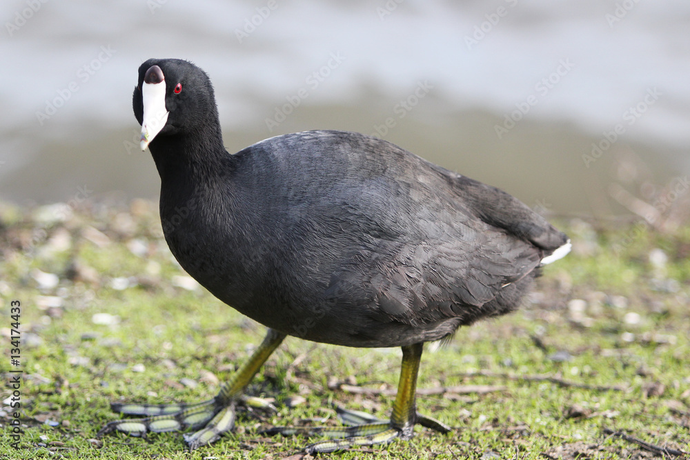 American coot American coot