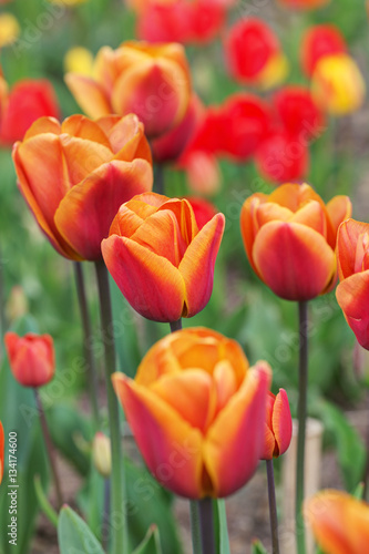 tulips in the spring garden © Maslov Dmitry