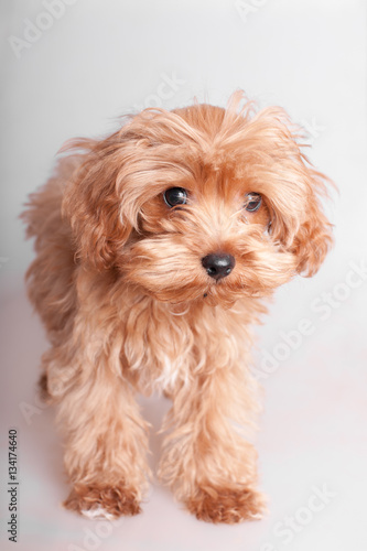 portrait shaggy puppy