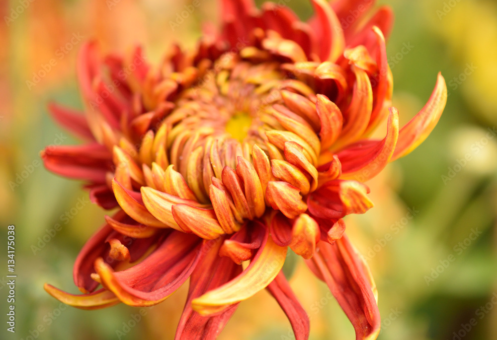 Spider Chrysanthemum