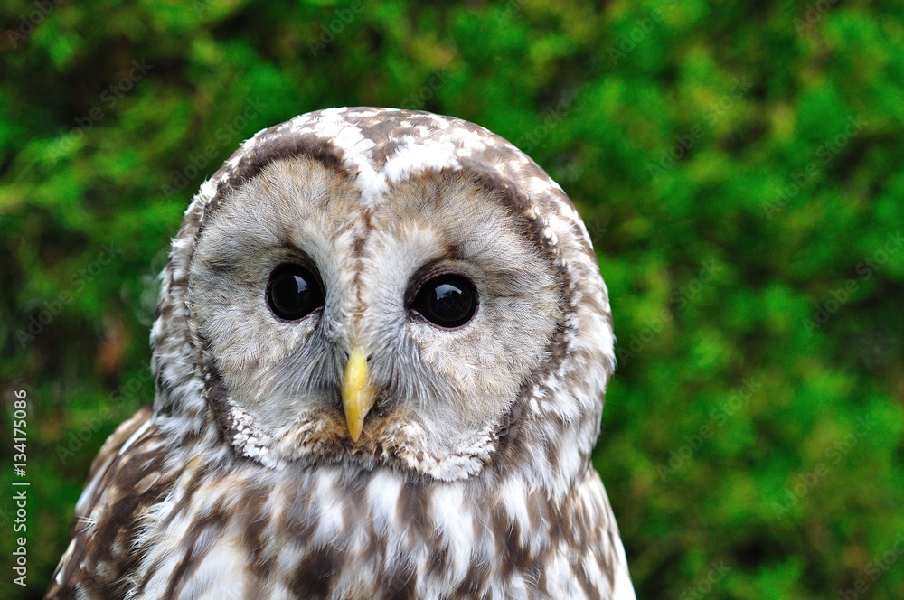 Obraz premium フクロウ（アップ）