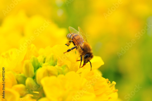 菜の花にとまるミツバチ