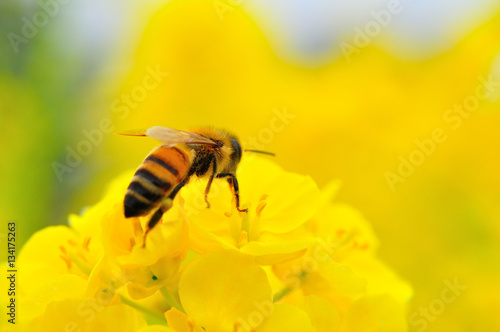 菜の花にとまるミツバチ（アップ）