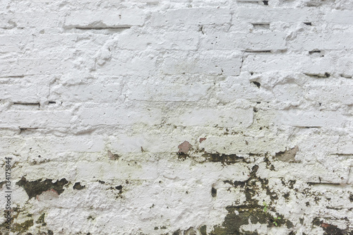 White brick masonry wall with green moss