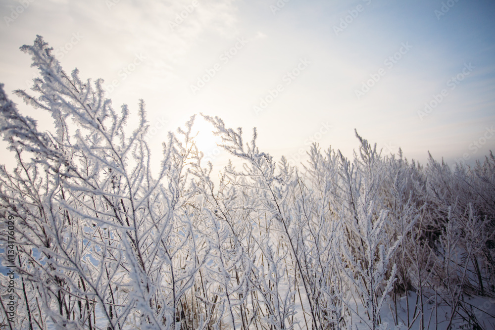 Morning frost on the grass field Morning frost on the grass field