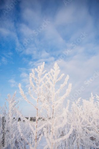 Field grass covered with hoarfrost against the sky with clouds