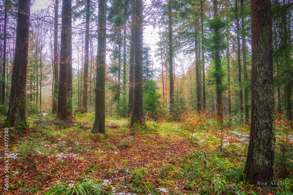 Winter Forest Winter Forest