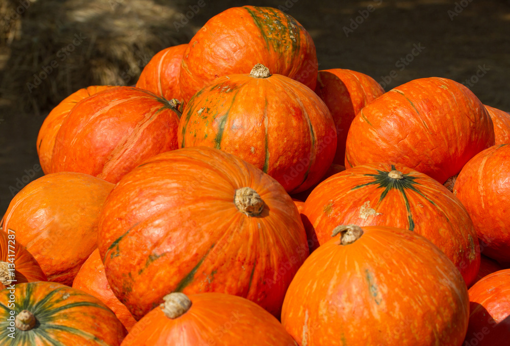 japanese pumpkins japanese pumpkins