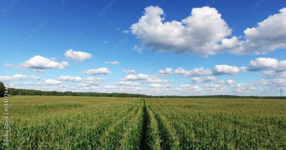 Aerial view of a field planted with corn Aerial view of a field planted with corn