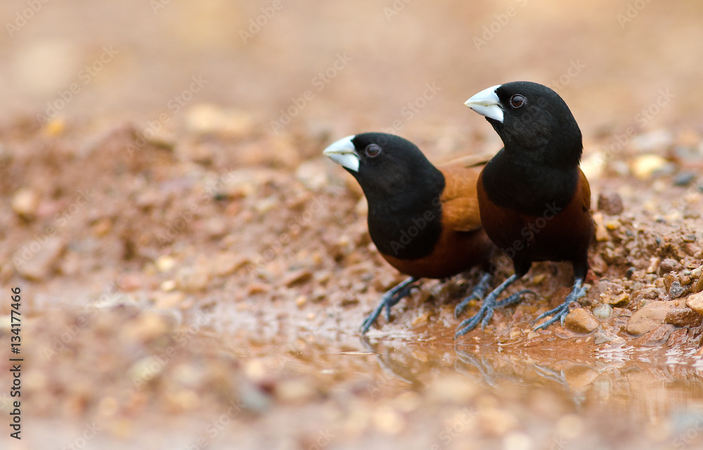 Chestnut Munia or Black-headed Munia ( Lonchura atricapilla ) into the water puddles on the dirt groundม Beautiful of Bird, Bird of Thailand Chestnut Munia or Black-headed Munia ( Lonchura atricapilla ) into the water puddles on the dirt groundม Beautiful of Bird, Bird of Thailand