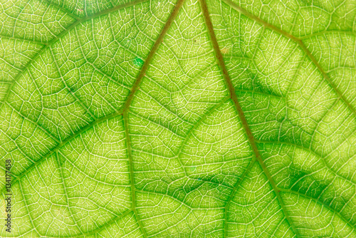 Green Leaf Texture Over White Background/ Leaf Texture.