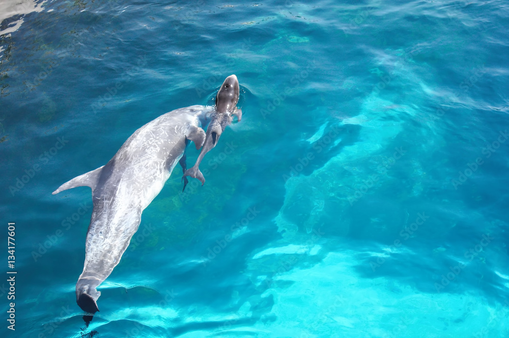 Naklejka premium Dolphin diving pool