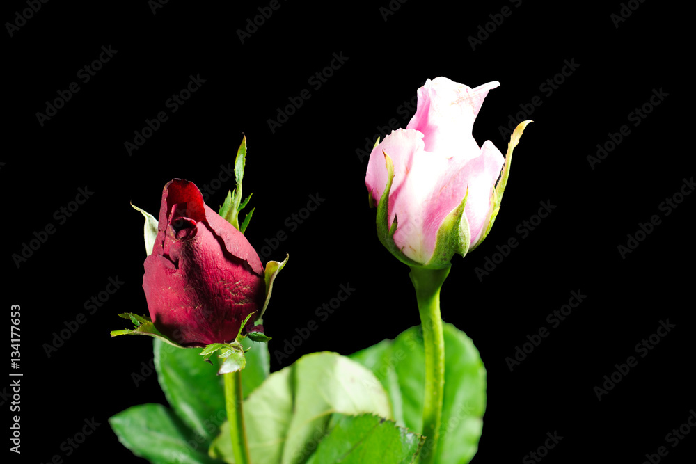 Closeup shot of isolated two roses on black, pink and red rose. Closeup shot of isolated two roses on black, pink and red rose.