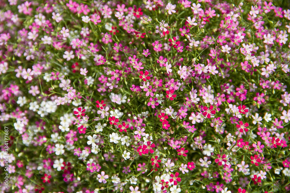 gypsophila flower blurred, selective focus