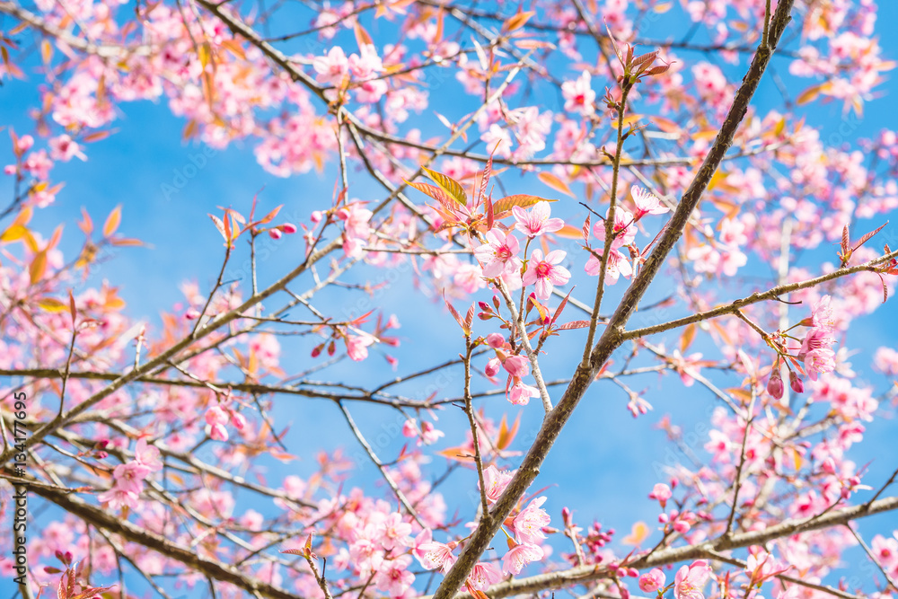 Cherry Blossom trees in spring, The wild himalayan cherry Cherry Blossom trees in spring, The wild himalayan cherry