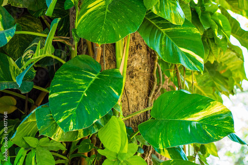 Money plant climbing on tree trunk in wild, Australian native mo