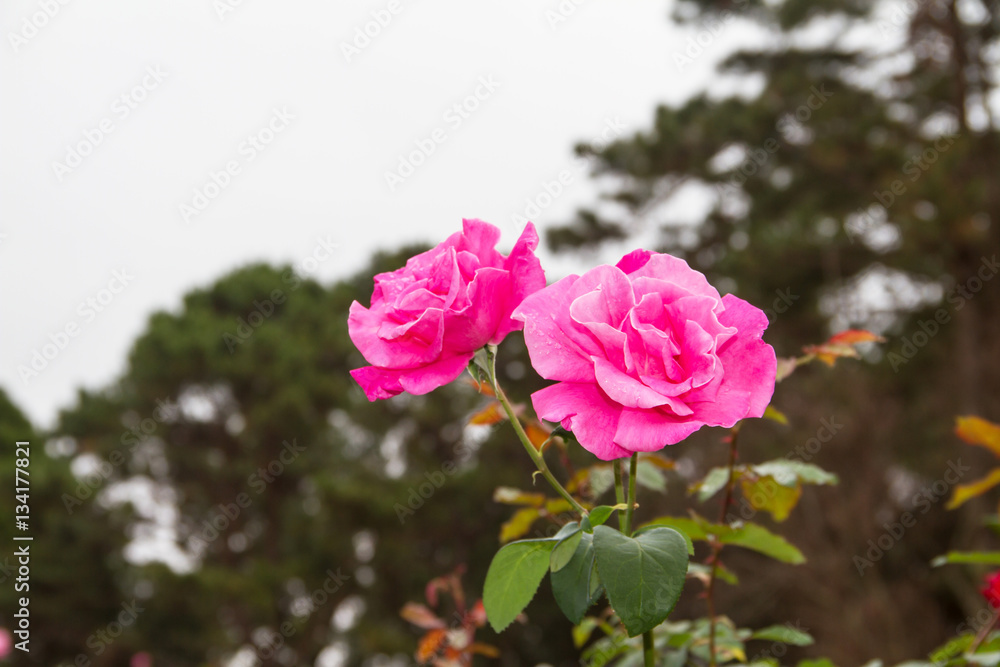 pink roses flower pink roses flower