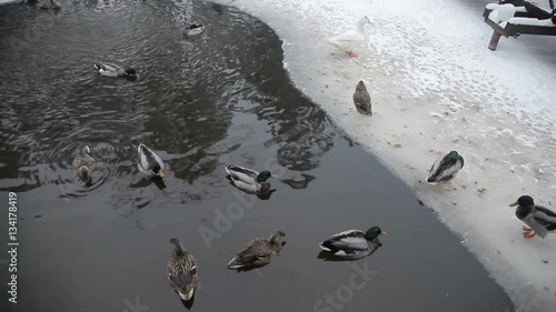 Wild ducks in the winter river.