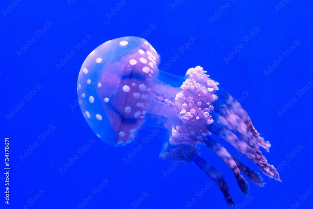 Naklejka premium Jellyfish on blue background, close up, detail