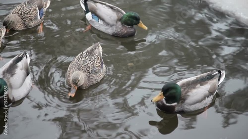 Wild ducks in the winter river.