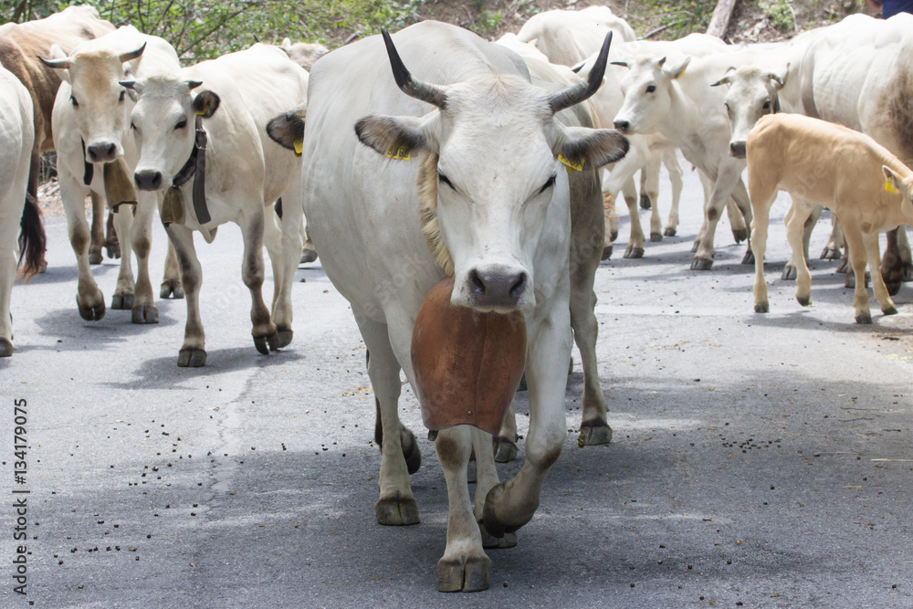 Mucca con campana al collo Stock-Foto | Adobe Stock
