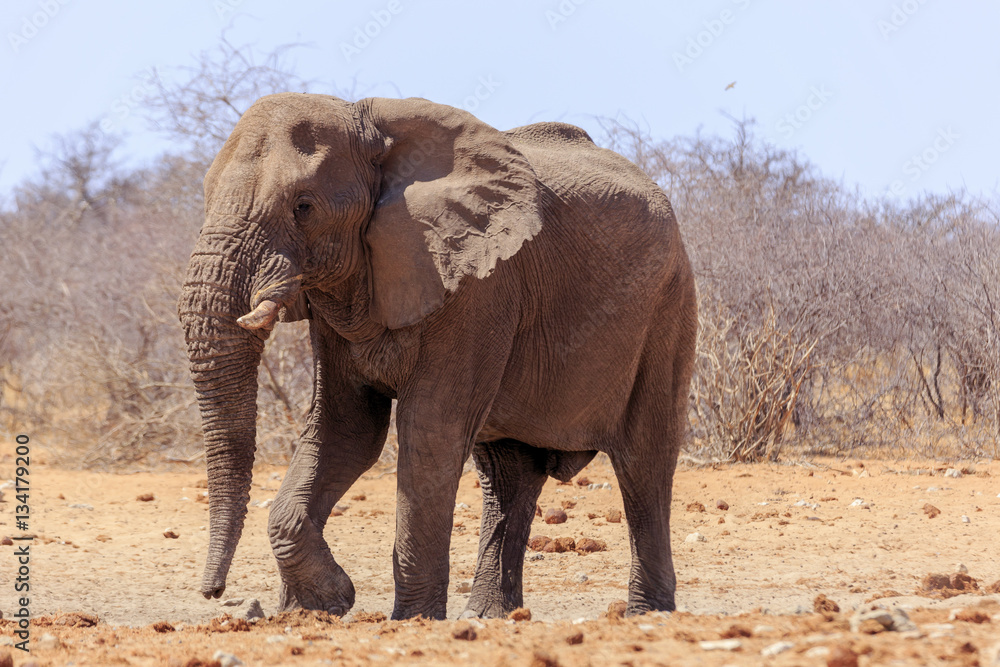 Elephant in Etosha park Namibia