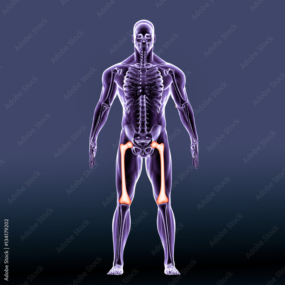 3D illustration of Tibia - Part of Human Skeleton.
3D illustration of Tibia - Part of Human Skeleton.