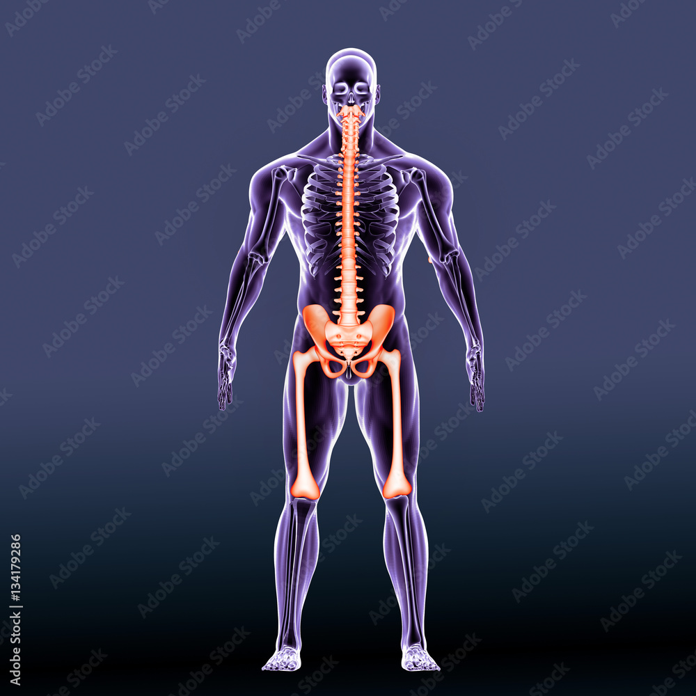 3d illustration human body lower body 3d illustration human body lower body