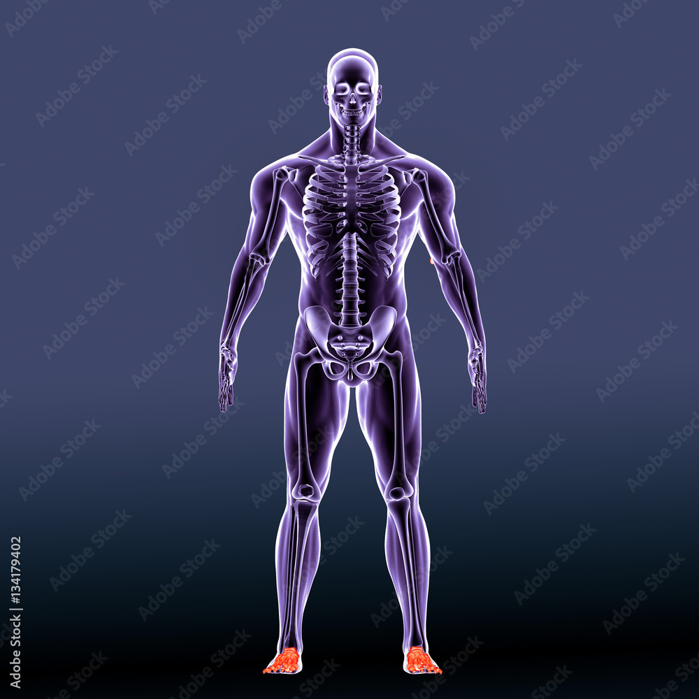 3D illustration of Foot Skeleton - Part of Human Skeleton.