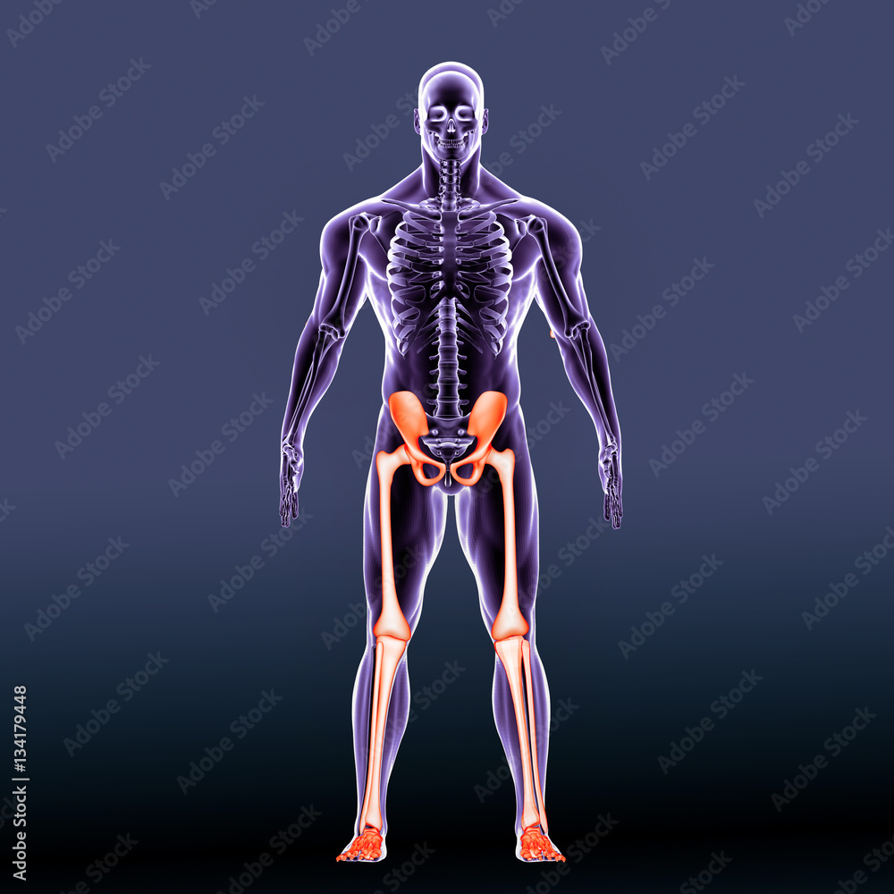 The human leg is the entire lower extremity or limb of the human body
The human leg is the entire lower extremity or limb of the human body