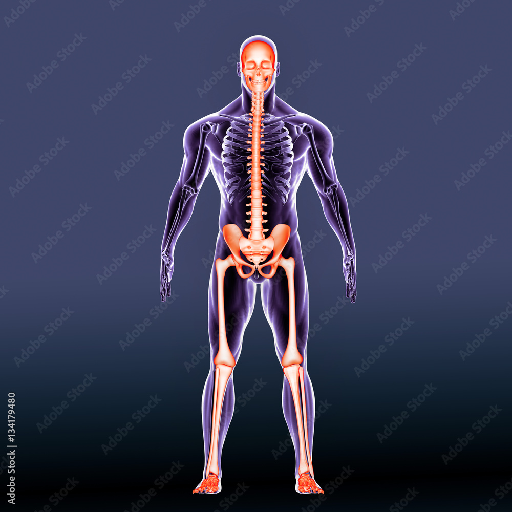 3d illustration human body skeleton