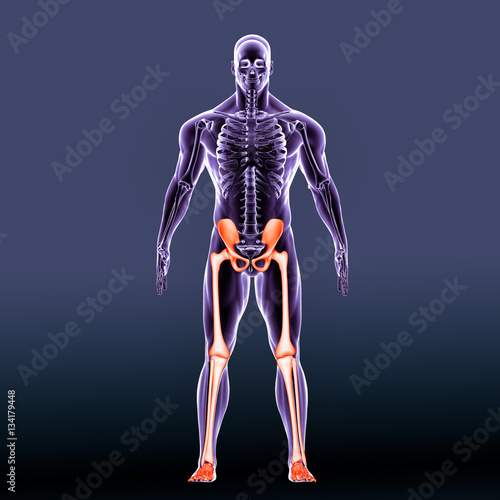 The human leg is the entire lower extremity or limb of the human body   © PIC4U