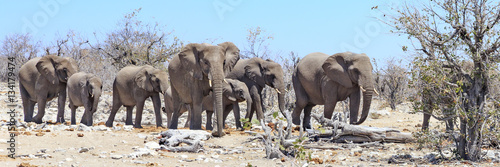Photography Elephants in Etosha park Namibia