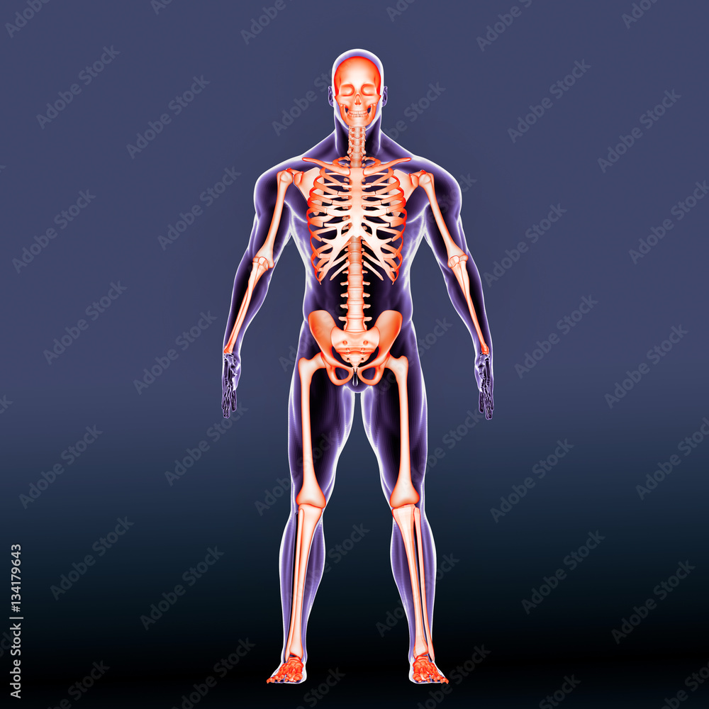 3d illustration human body skeleton 3d illustration human body skeleton