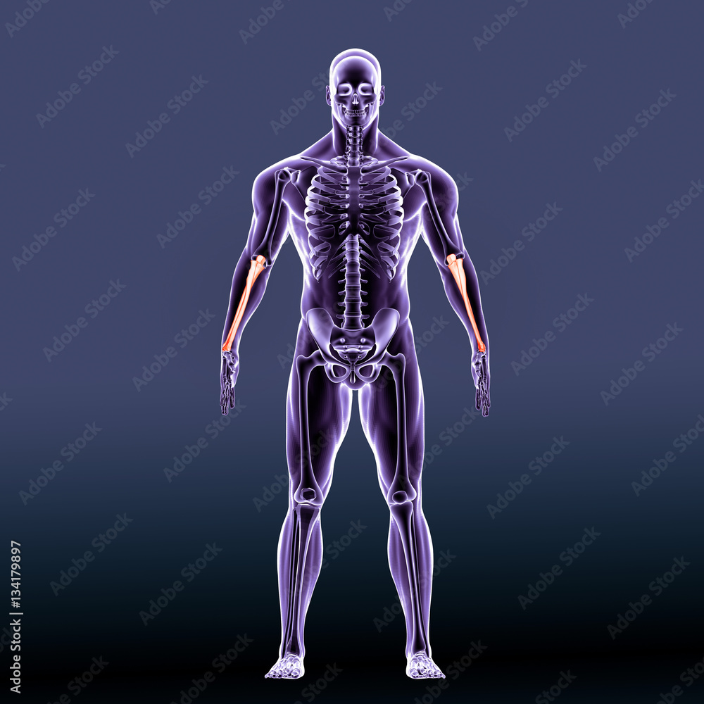 3D illustration of Ulna - Part of Human Skeleton.
3D illustration of Ulna - Part of Human Skeleton.
