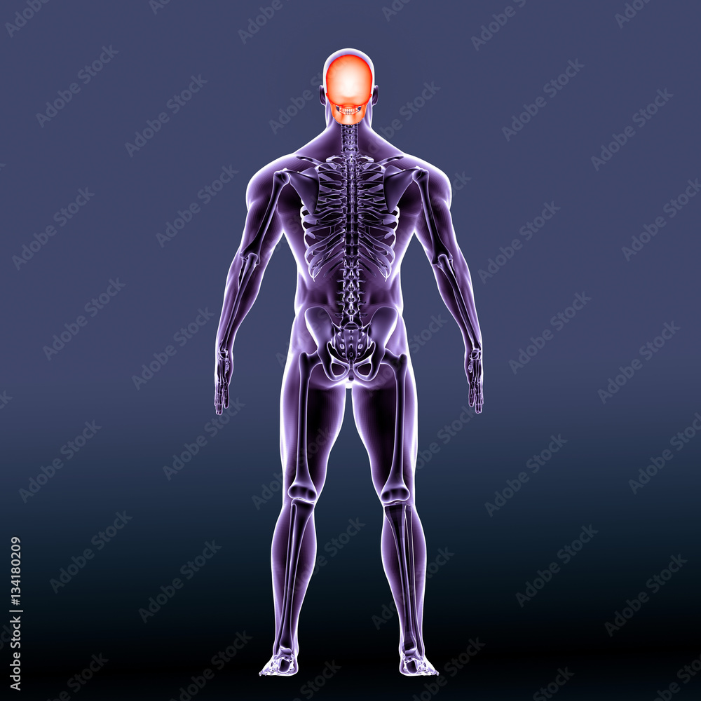 3d illustration human body back skull 3d illustration human body back skull