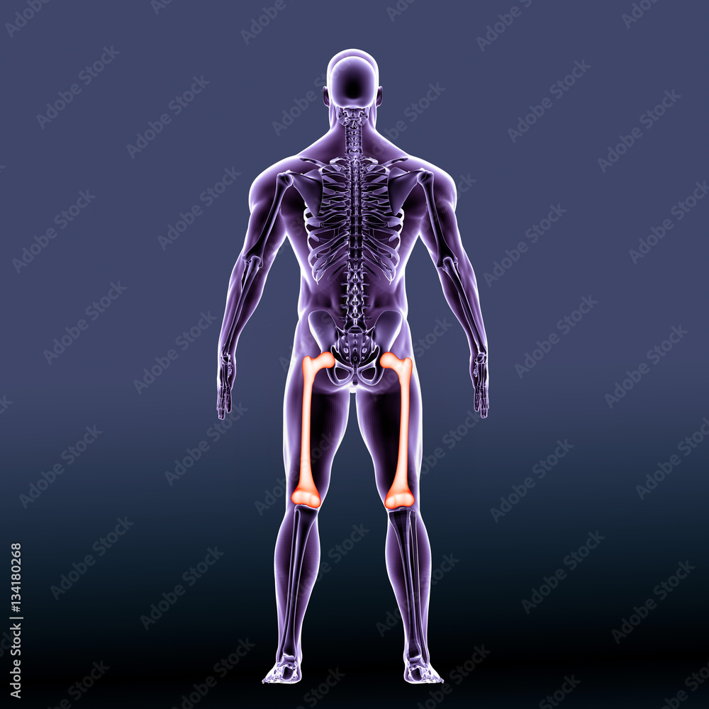 3D medical illustration of the pelvis bone - back view
3D medical illustration of the pelvis bone - back view