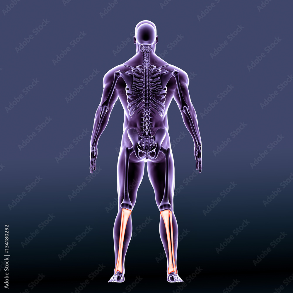 3d render medical illustration of the tibia - back view
3d render medical illustration of the tibia - back view