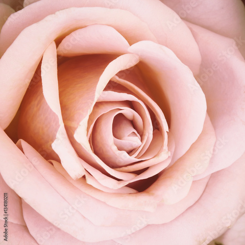 roses flowers in vintage color style for romantic background