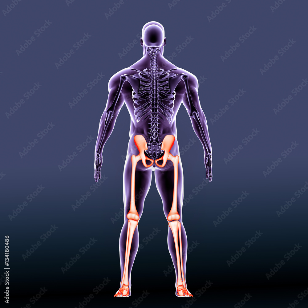 3d illustration human lower body 3d illustration human lower body